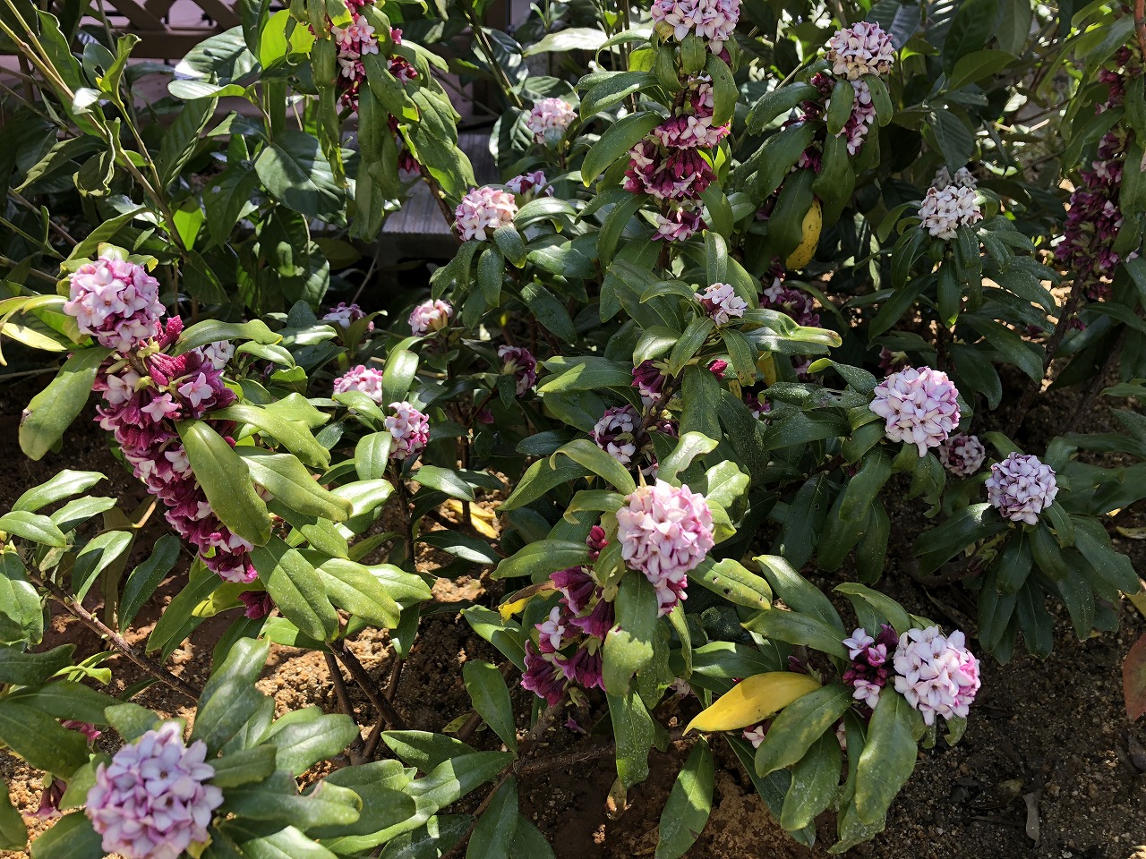 ジンチョウゲ　（大阪　堺市　植木生産販売）