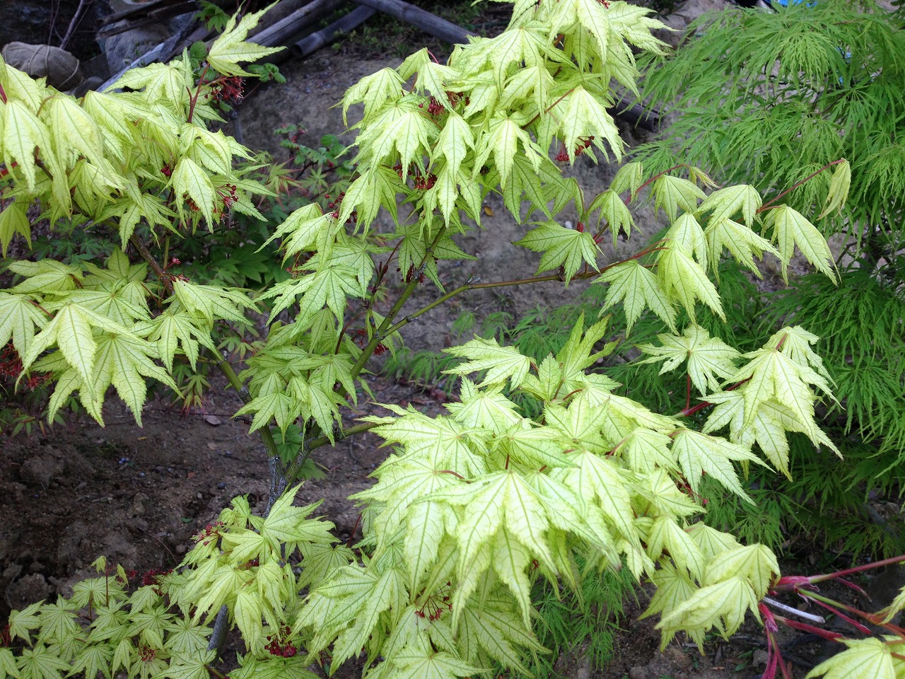 モミジ　鴫立沢　（大阪　堺市　植木生産販売）