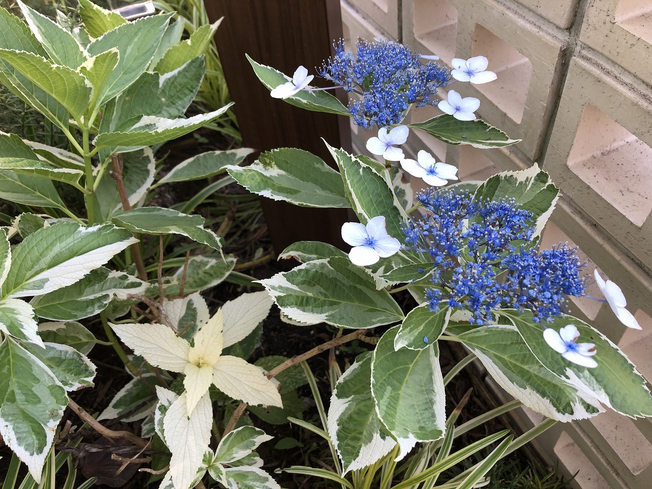 アジサイ各種　（大阪　堺市　植木生産販売）