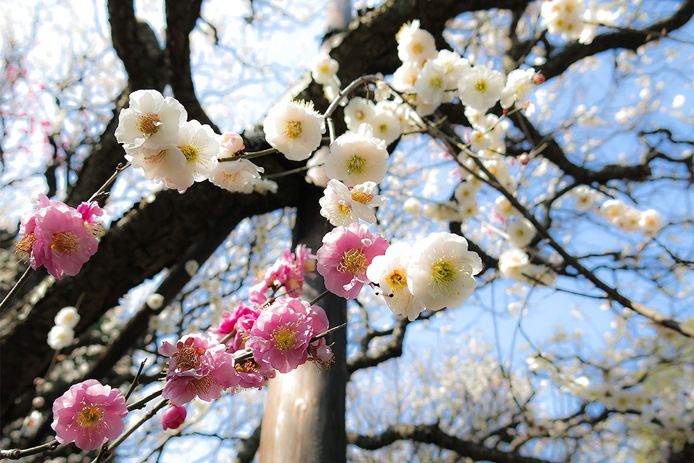 ウメ ・思いのまま (大阪　堺市　植木生産販売　植栽工事）