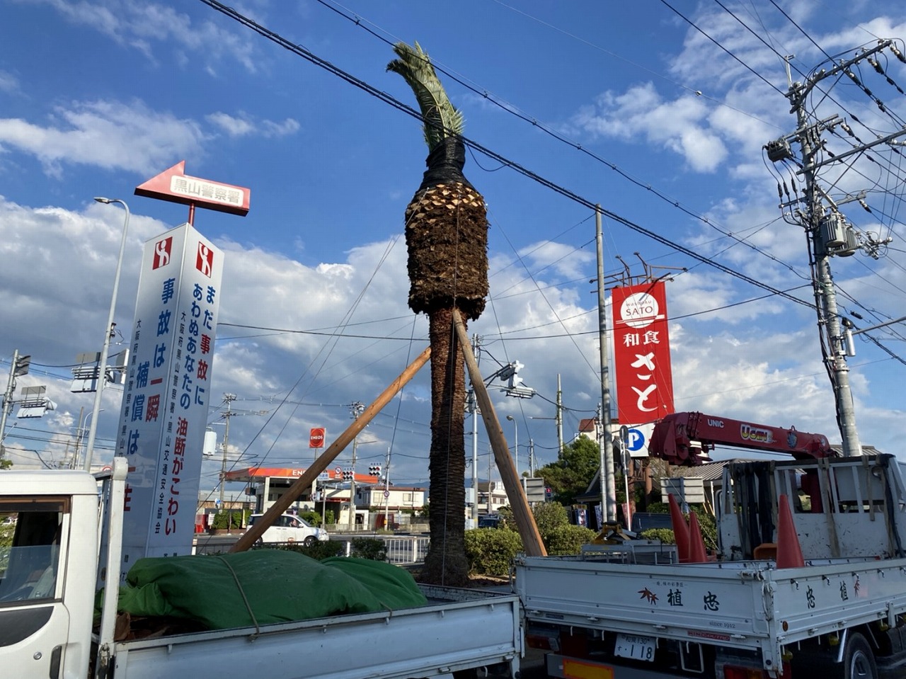 大阪　堺市　R様　10トンの重さのカナリーヤシ・フェニックス植栽工事