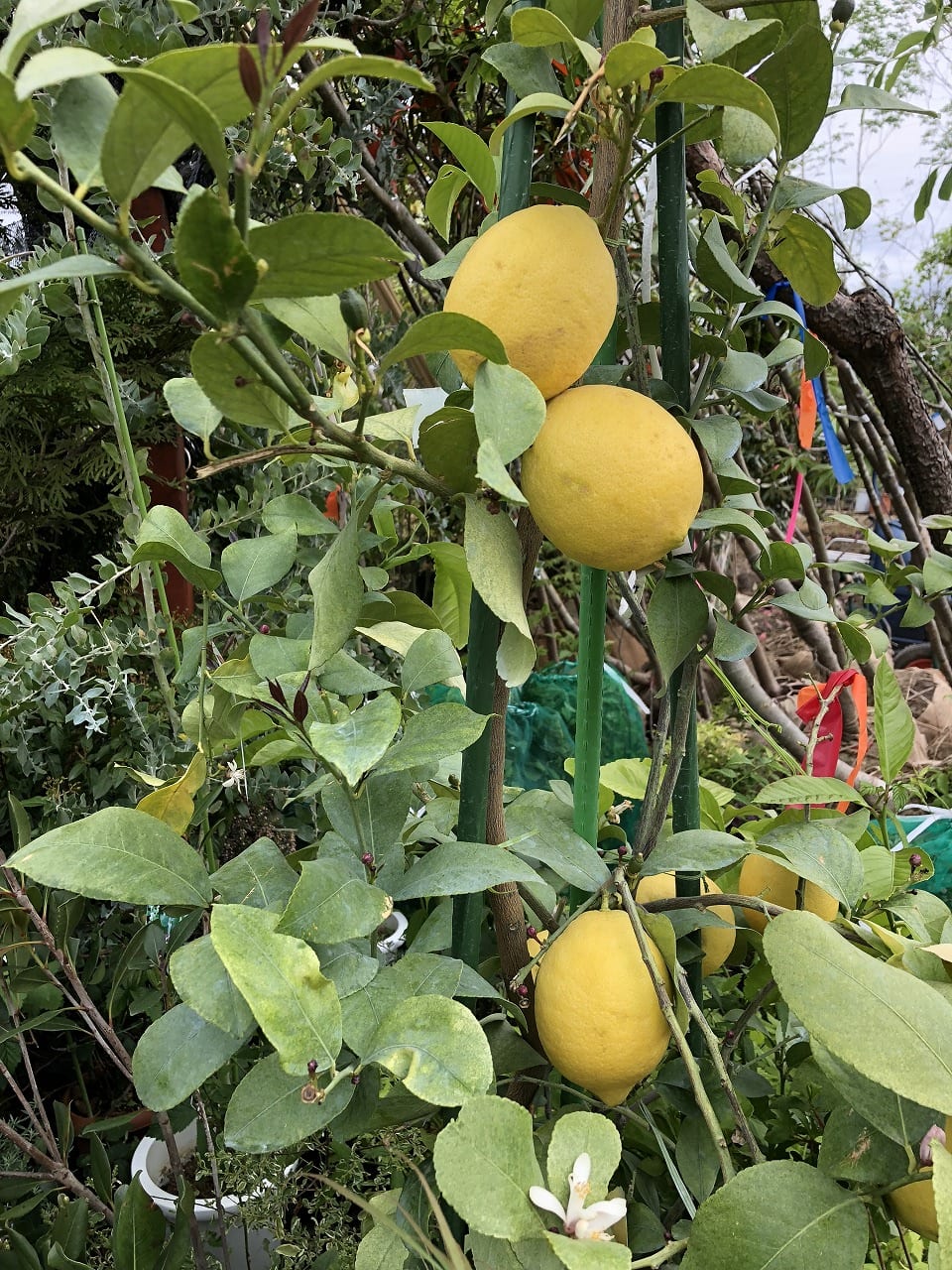 レモン（大阪　堺市　植木生産販売）