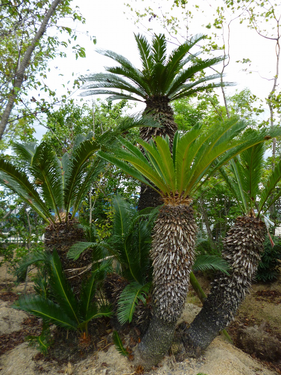 ソテツ（大阪　堺市　植木生産販売）