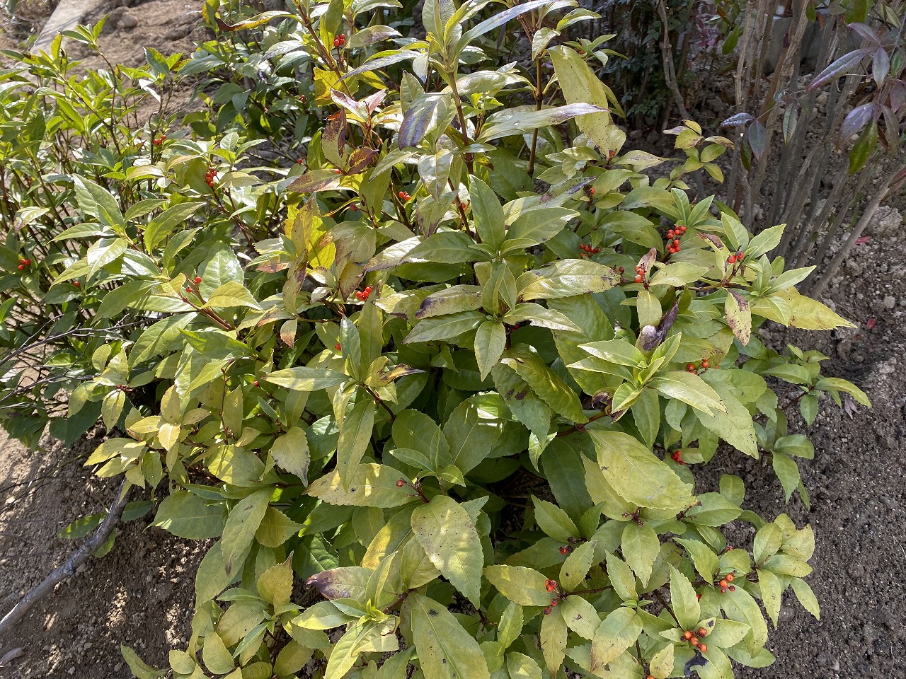 センリョウ（大阪　堺市　植木生産販売）