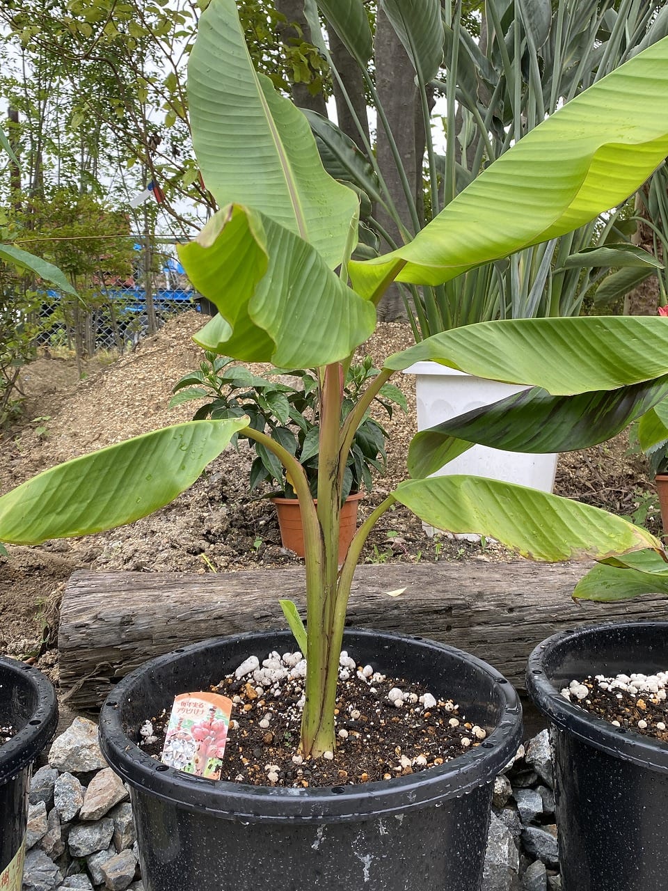 耐寒性バナナ（大阪　堺市　植木販売　トロピカルプランツ）