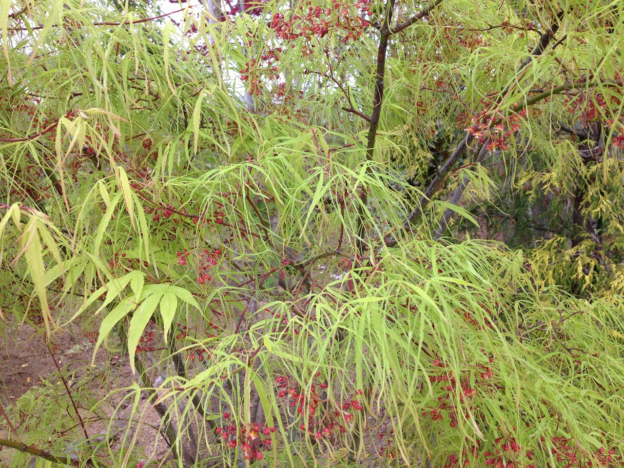 モミジ　琴の糸　（大阪　堺市　植木生産販売）