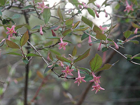 ウグイスカグラ（大阪　堺市　植木生産販売）