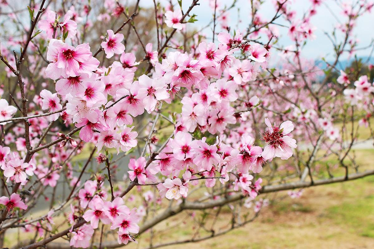 アーモンド（大阪　堺市　植木生産販売）