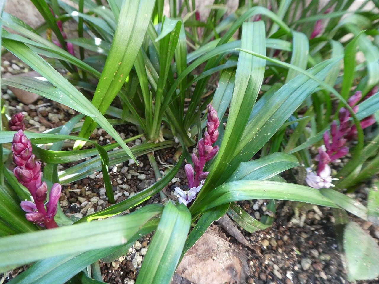 下草 低木 グランドカバー 大阪府堺市の庭造り 植木の生産販売の 植忠 で取り扱う下草 低木