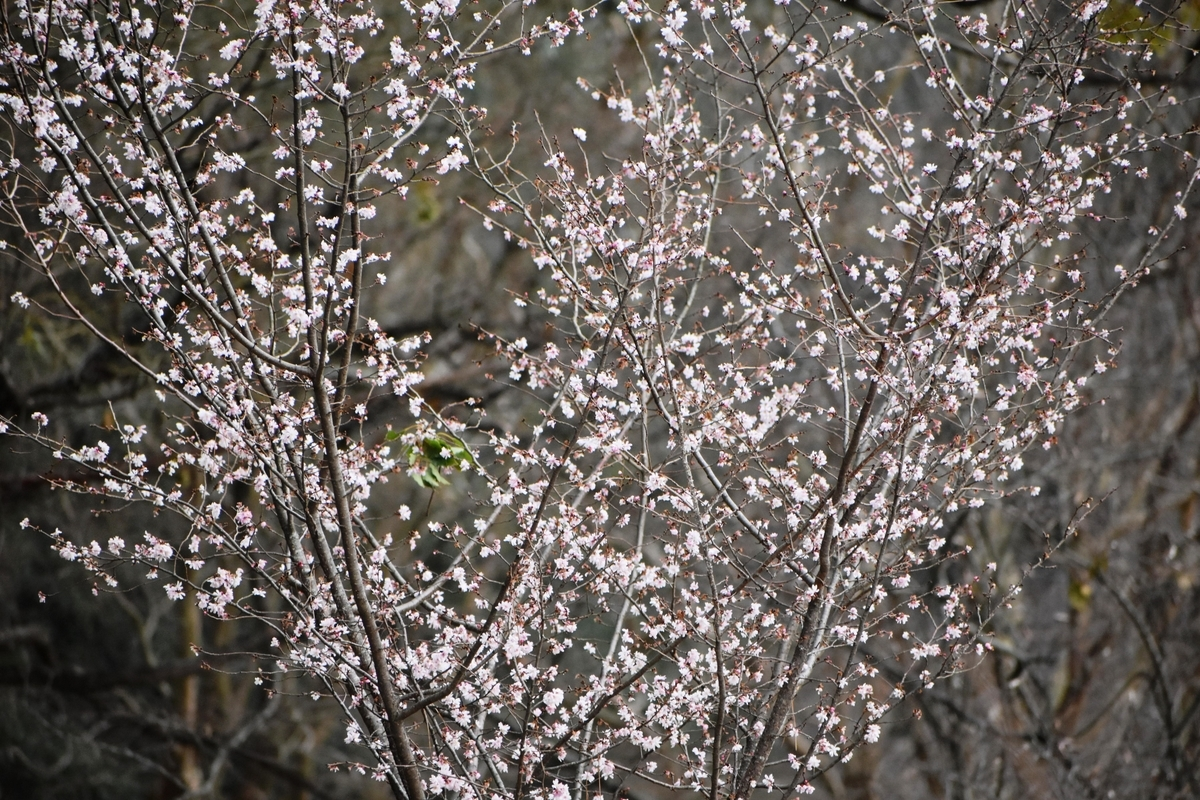 十月桜（大阪　堺市　植木生産販売）