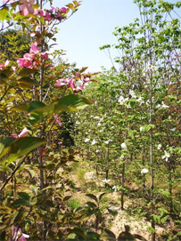 ハナミズキ（赤花、ピンク花、白花）大阪　堺市　植忠　植木生産販売