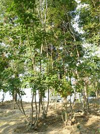 山採りの雑木　アオダモ、モミジ、ソヨゴ、コハウチワカエデ　など（大阪　堺市　植忠　自然樹形　山採り雑木販売、雑木の庭つくり）