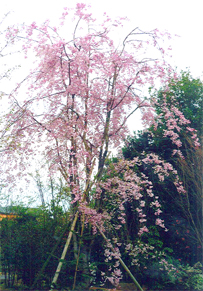 枝垂桜・シダレザクラ各種（大阪　堺市　植忠　植木生産販売）